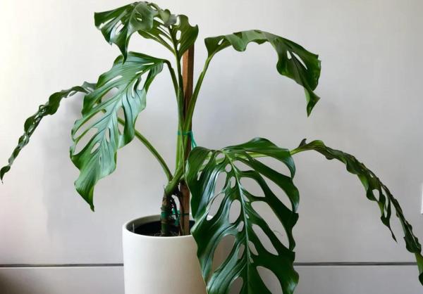 Different Types of Monstera Plants - Monstera acacoyaguensis