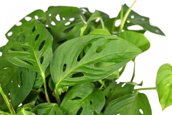 Different Types of Monstera Plants - Monstera acuminata (shingle plant)