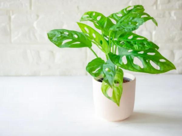Different Types of Monstera Plants - Monstera adansonii (Adanson's monstera)