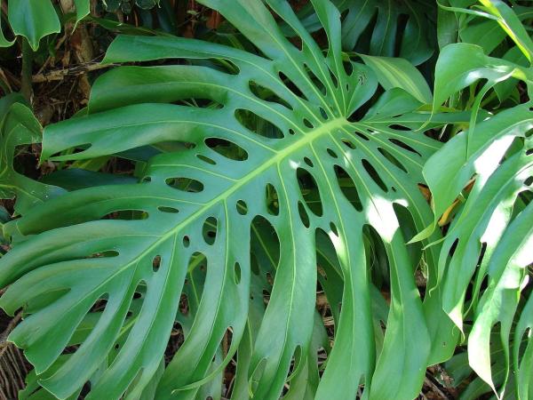 Different Types of Monstera Plants - Monstera deliciosa (Swiss-cheese plant)