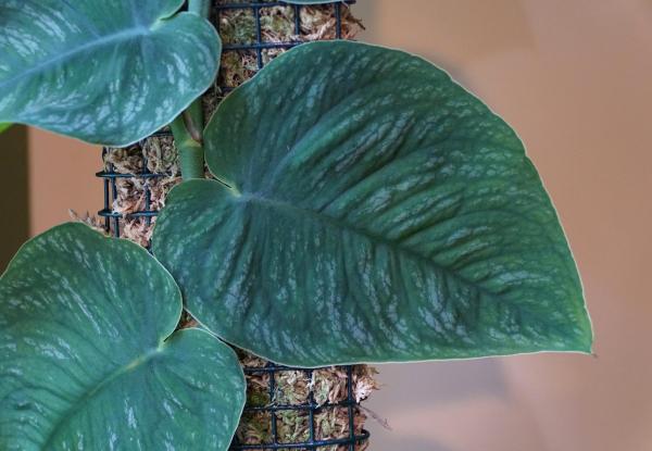 Different Types of Monstera Plants - Monstera dubia