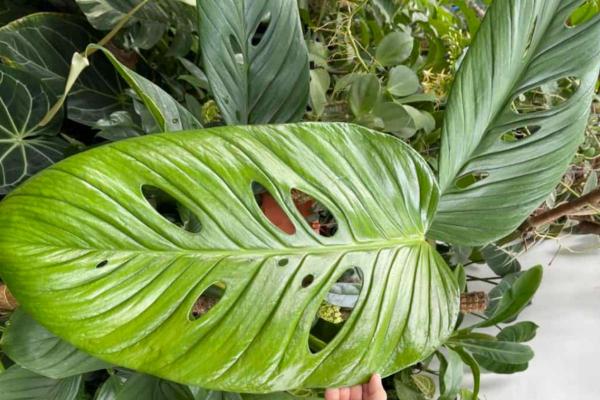 Different Types of Monstera Plants - monstera lechleriana