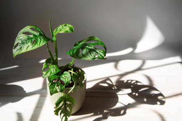 Different Types of Monstera Plants - Monstera obliqua