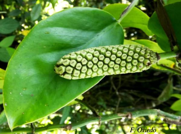 Different Types of Monstera Plants - Monstera pittieri