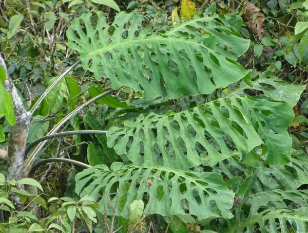 Different Types of Monstera Plants - Monstera punctulata