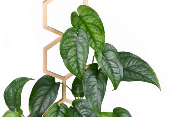 Different Types of Monstera Plants - Monstera siltepecana