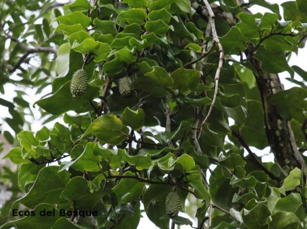 Different Types of Monstera Plants - Monstera tuberculata