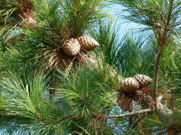 Different Types of Pine Trees - Monterey pine (Pinus radiata)