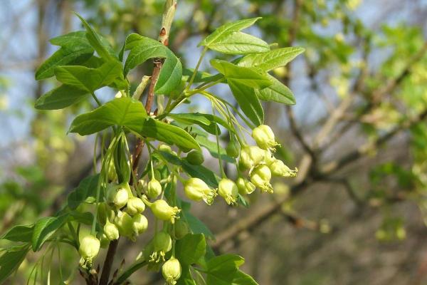 Types of Spanish Trees - With Photos - Montpellier maple (Acer monspessulanum)