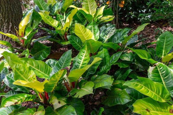 Types of Philodendron With Pictures - Moonlight philodendron