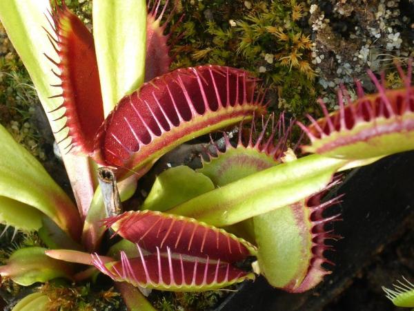 Types of Carnivorous Plants - More photos of carnivorous plants