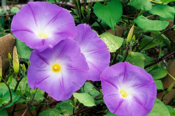Best Climbing Plants with Flowers - Morning glory (Ipomoea spp.)