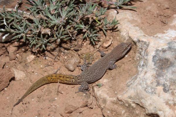 Types of Spanish Lizards - Morocco lizard-fingered gecko