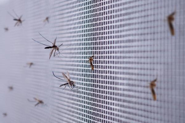 How to Repel Mosquitoes Naturally - Mosquito nets