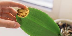 Most Common Orchid Diseases and Pests