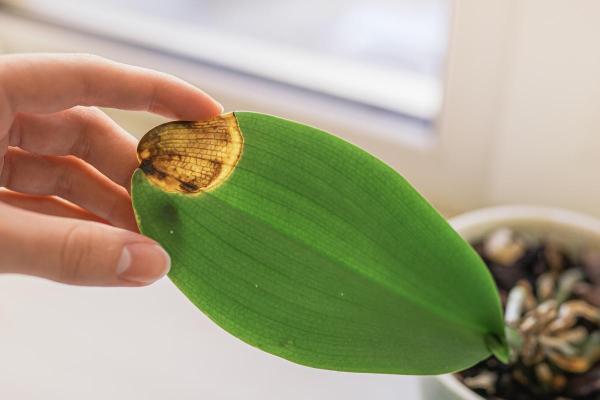 Most Common Orchid Diseases and Pests