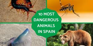 Most Dangerous Animals in Spain