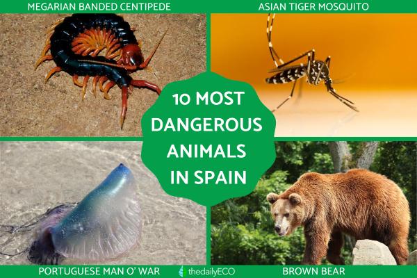 Most Dangerous Animals in Spain