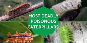 Most Deadly Poisonous Caterpillars in the World