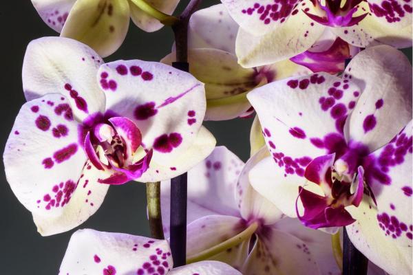The Best Partial-Shade Plants - Moth orchids