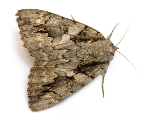 What Is Echolocation and What Animals Use It? - Moths