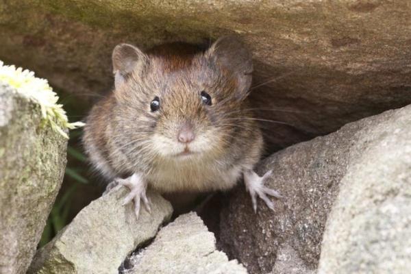 Differences Between Rats and Mice - Mouse characteristics