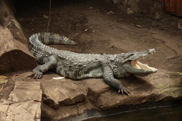 Crocodile Species in Danger of Extinction - Mugger crocodile (Crocodylus palustris)