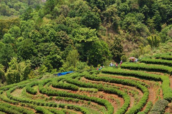What Is Agroforestry and Its Benefits? - Multistrata agroforesty
