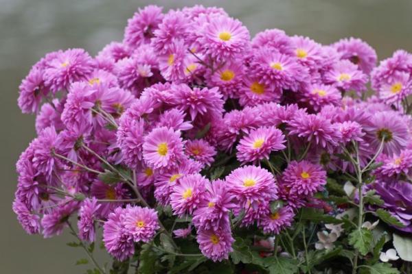 Plants That Repel Mosquitoes - Mums (Chrysanthemums)