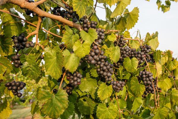 Different Types of Grapes for Eating and Drinking - Muscadine grape (Vitis rotundifolia)