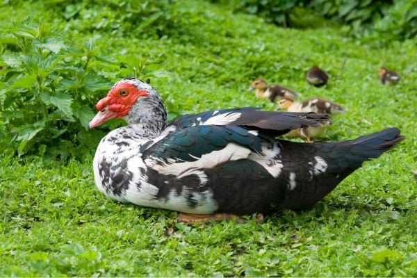 Different Types of Ducks - Muscovy duck (Cairina moschata)