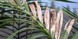 My Kentia Palm Leaves Are Turning Brown
