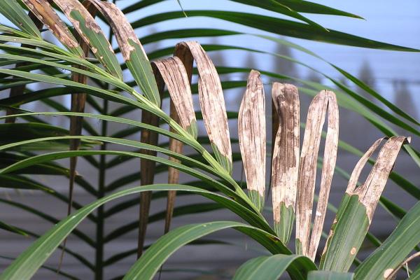 My Kentia Palm Leaves Are Turning Brown