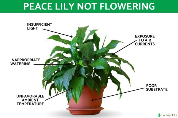 My Peace Lily Is Not Flowering