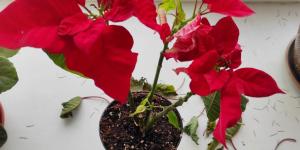 My Poinsettia Is Wilting - Causes and What to Do