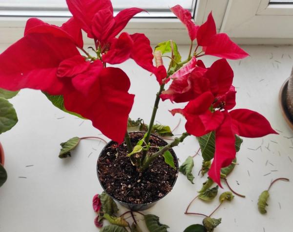 My Poinsettia Is Wilting - Causes and What to Do