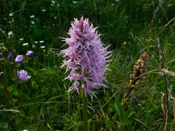 The Rarest Orchids in the World - Naked man orchid (Orchis italica)