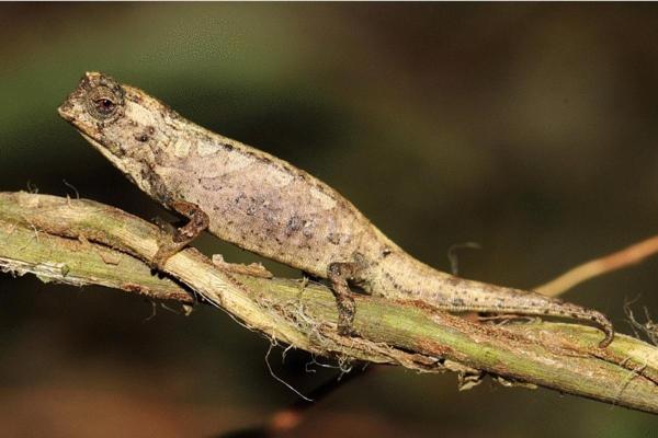 Different Types of Chameleons - Nano chameleon (Brookesia nana)