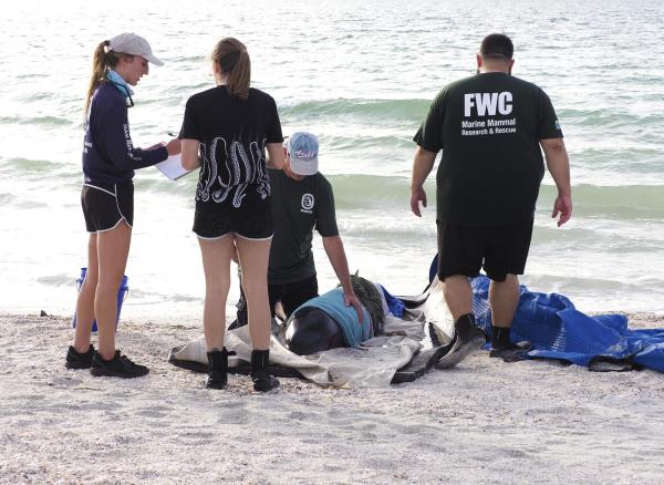 Why Do Whales and Dolphins Beach Themselves? - Cetacean Stranding - Natural causes why whales and dolphins beach