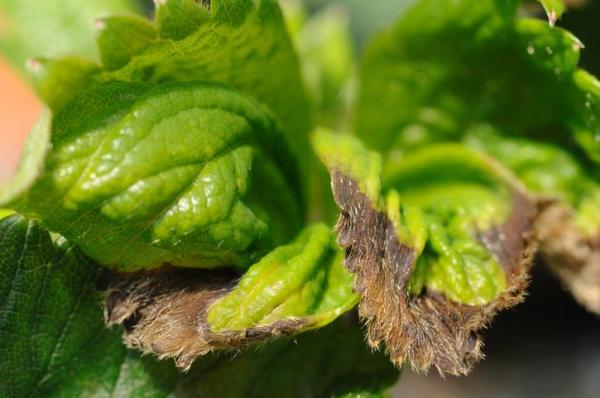 What Do Black Spots on Leaves Mean? - Natural death of leaves