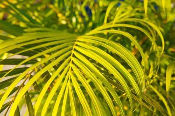 Plants That Absorb Moisture - Neanthe bella palm or parlour palm