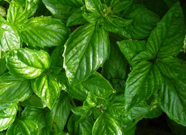 10 Types of Basil - Neapolitan Basil (Ocimum basilicum 'Napoletano')