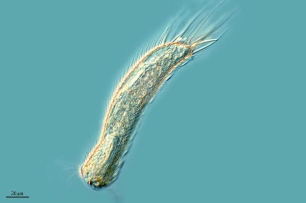 Invertebrate Animals - Examples and Characteristics - Nematodes