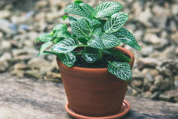 The Best Partial-Shade Plants - Nerve plant