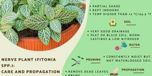 Nerve Plant Care Guide - Grow and Propagate