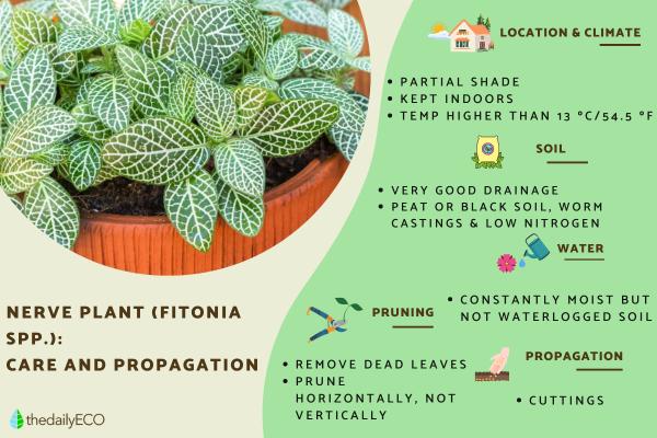 Nerve Plant Care Guide - Grow and Propagate