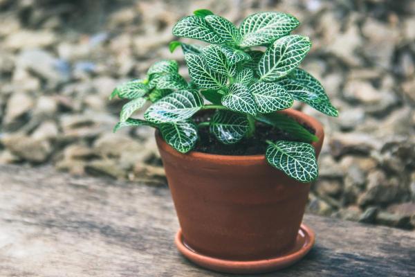 Nerve Plant Care Guide - Grow and Propagate - Nerve plant light, temperature and location