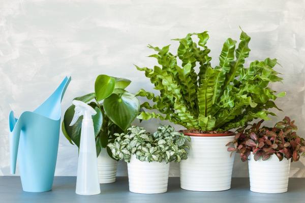 Nerve Plant Care Guide - Grow and Propagate - Nerve plant watering