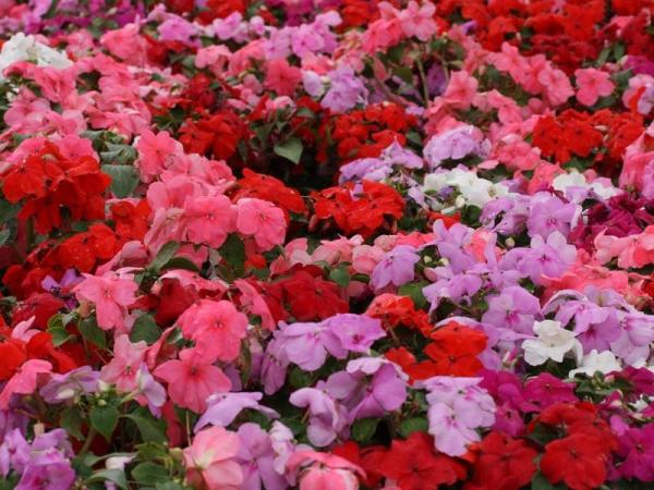 Low Maintenance Plants for Full Sun Gardens - New Guinea impatiens