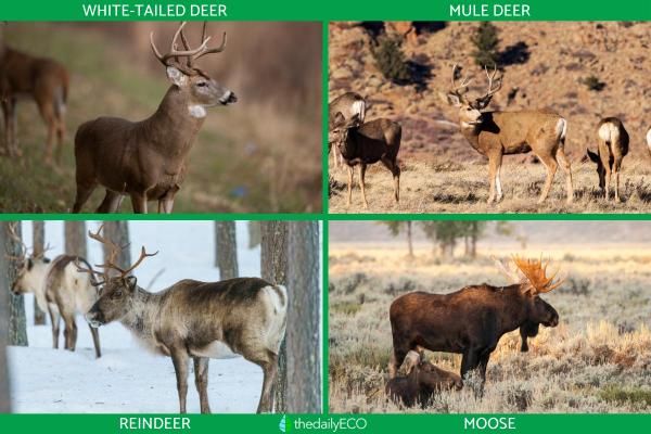 What Kinds of Deer Are in the Family Cervidae? - New World deer (Capreolinae)